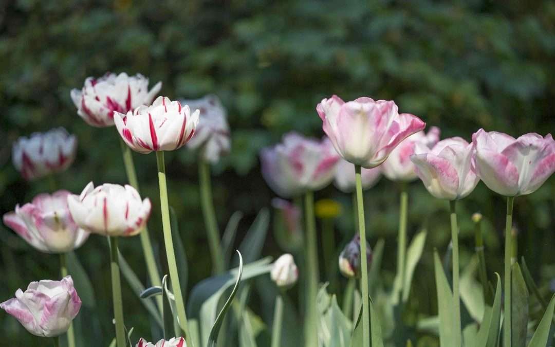 Vieraskynä – Tulppaanien kuiske
