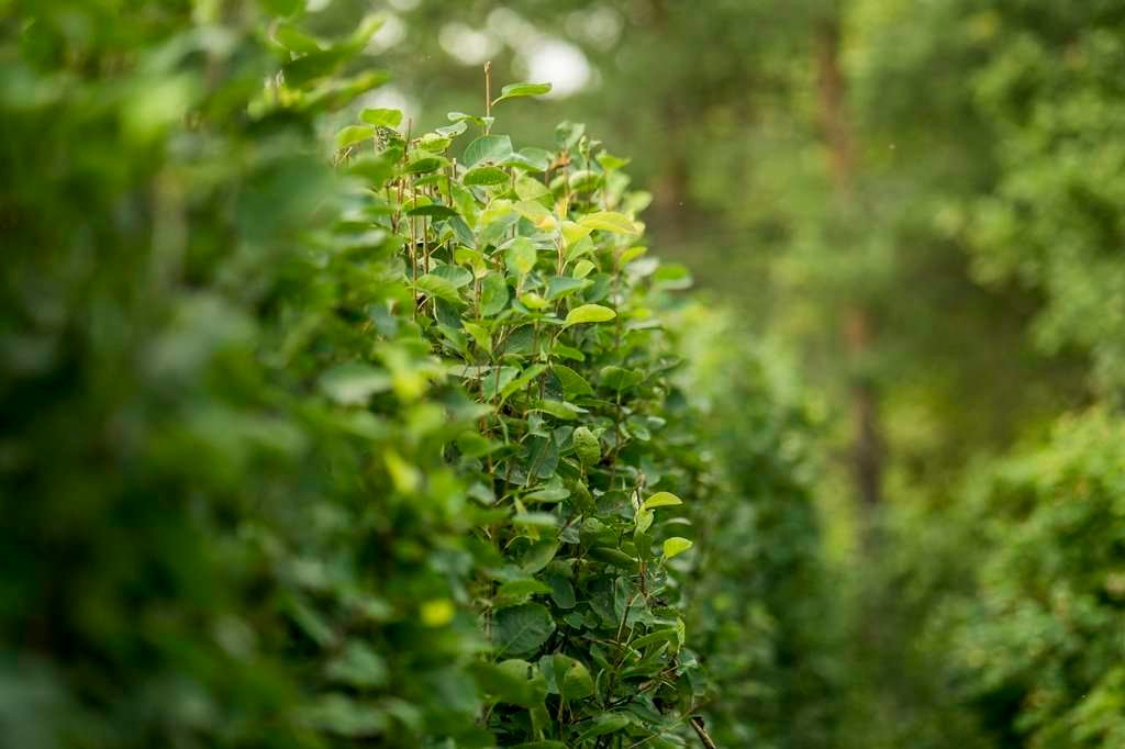 Amelanchier spicata isotuomipihlaja