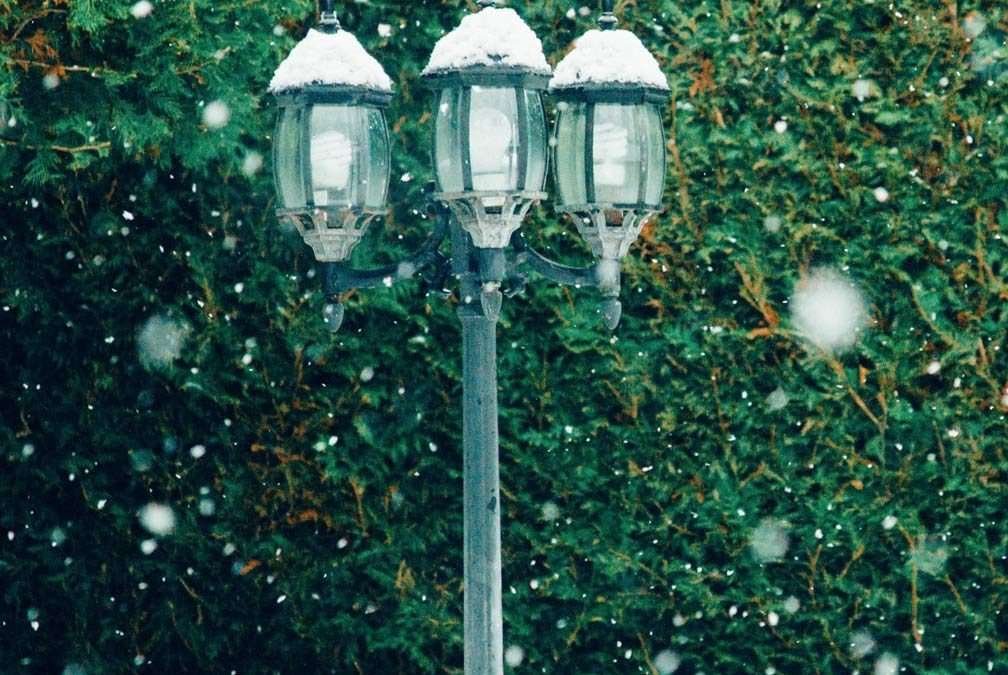 Talvisuojaus voi pelastaa kasvin – kevättä ilmassa