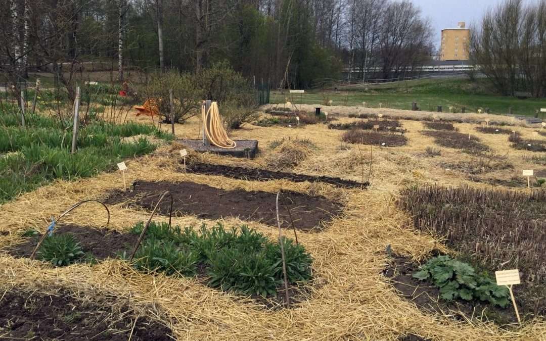 Katse maahan – parhaat vinkit kasvualustan hoitamiseen