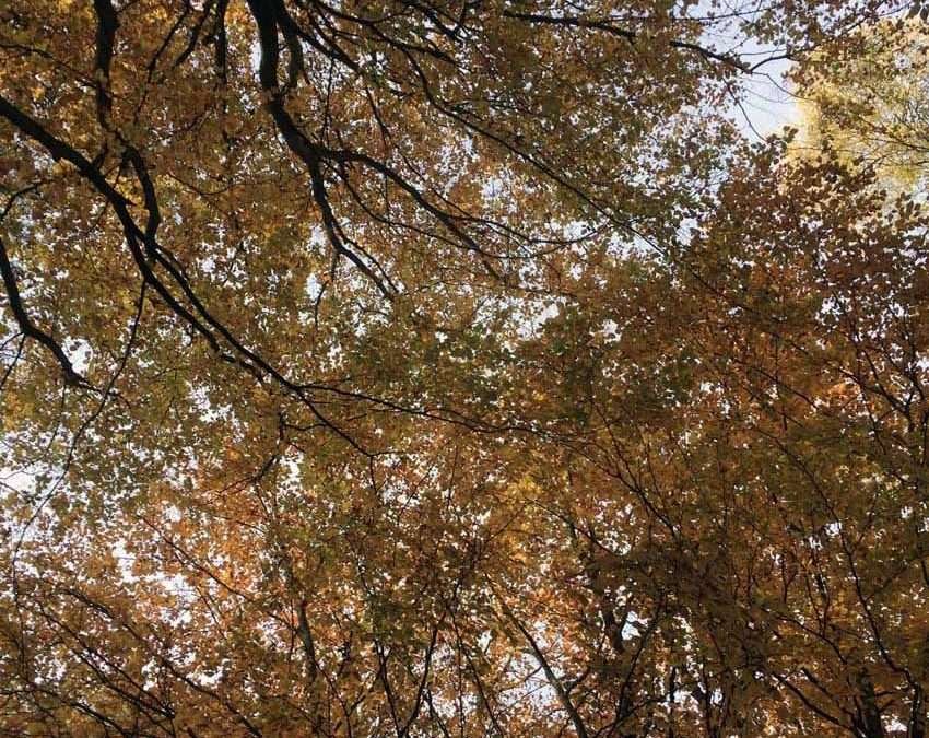Ihmeitä normandialaisessa metsässä