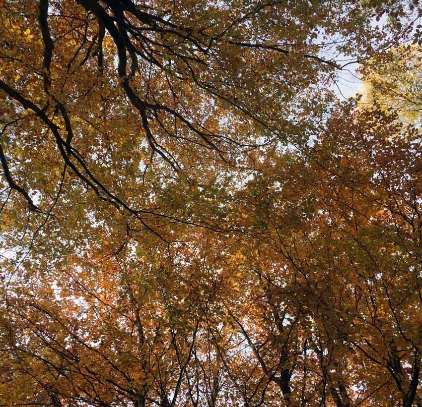 Ihmeitä normandialaisessa metsässä