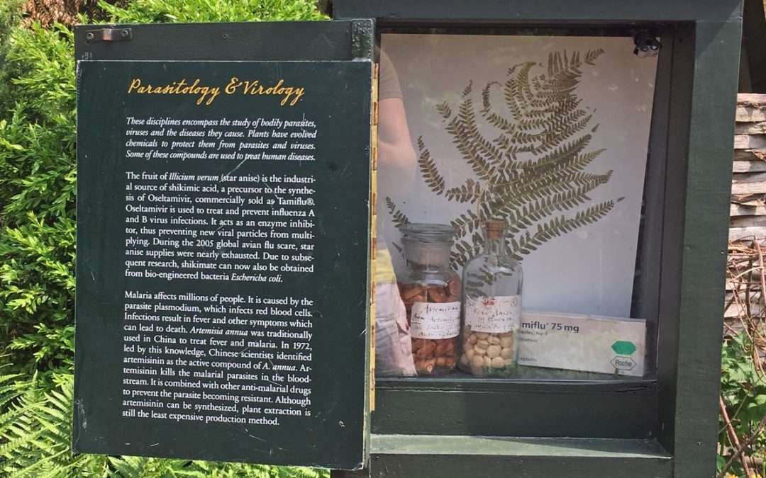Lääkekasvien lumoissa – Chelsea Physic Garden, Lontoo