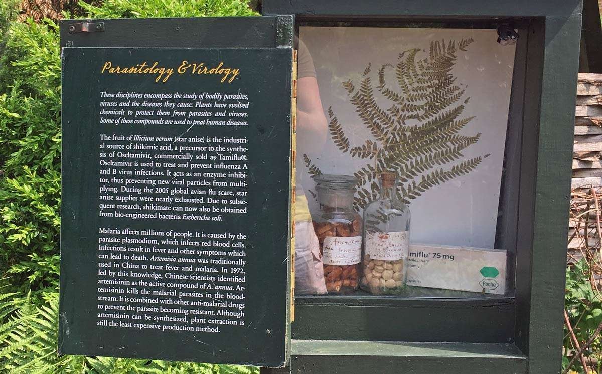 Lääkekasvien lumoissa – Chelsea Physic Garden, Lontoo