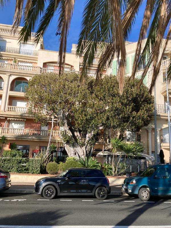 Menton