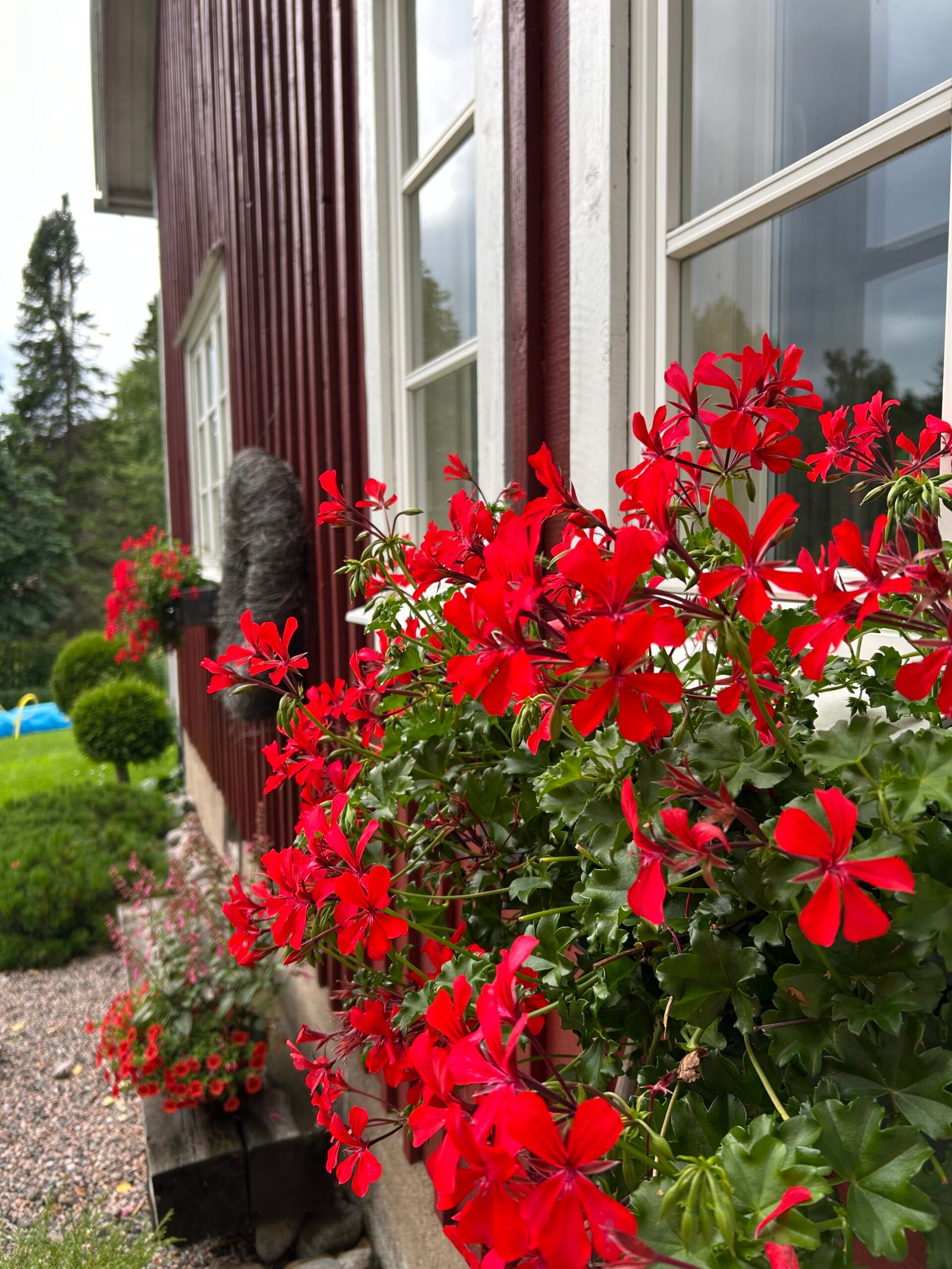 Cascade-pelargoni Puutarhuri Sari Ojala Cascade-pelargoni