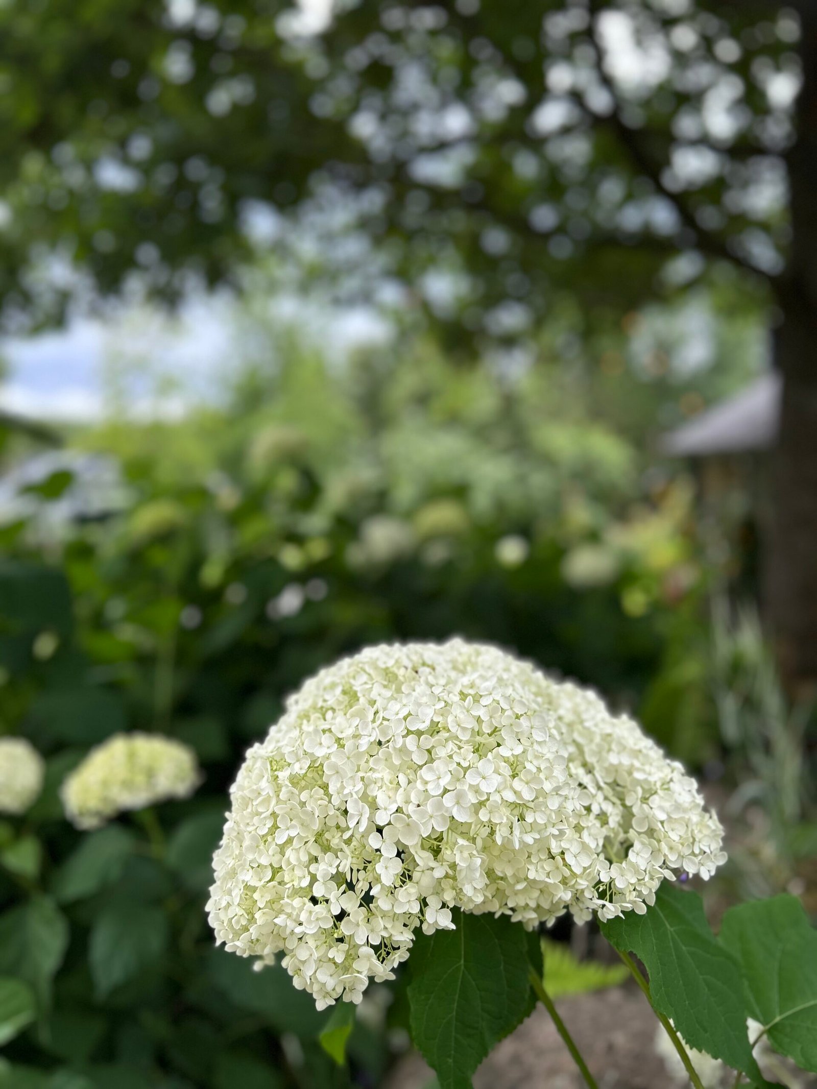 Pallohortensia Annabelle