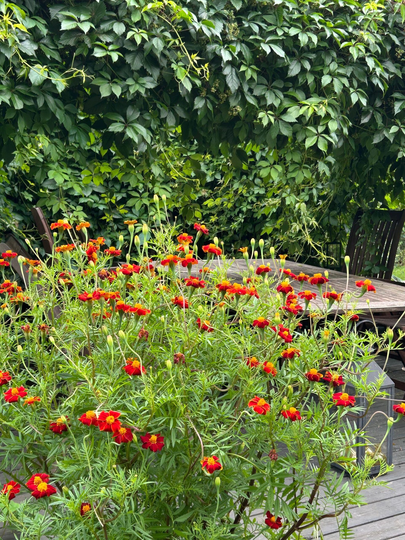 Tagetes pergolassa kukkii koko kesän Tagetes pergolassa