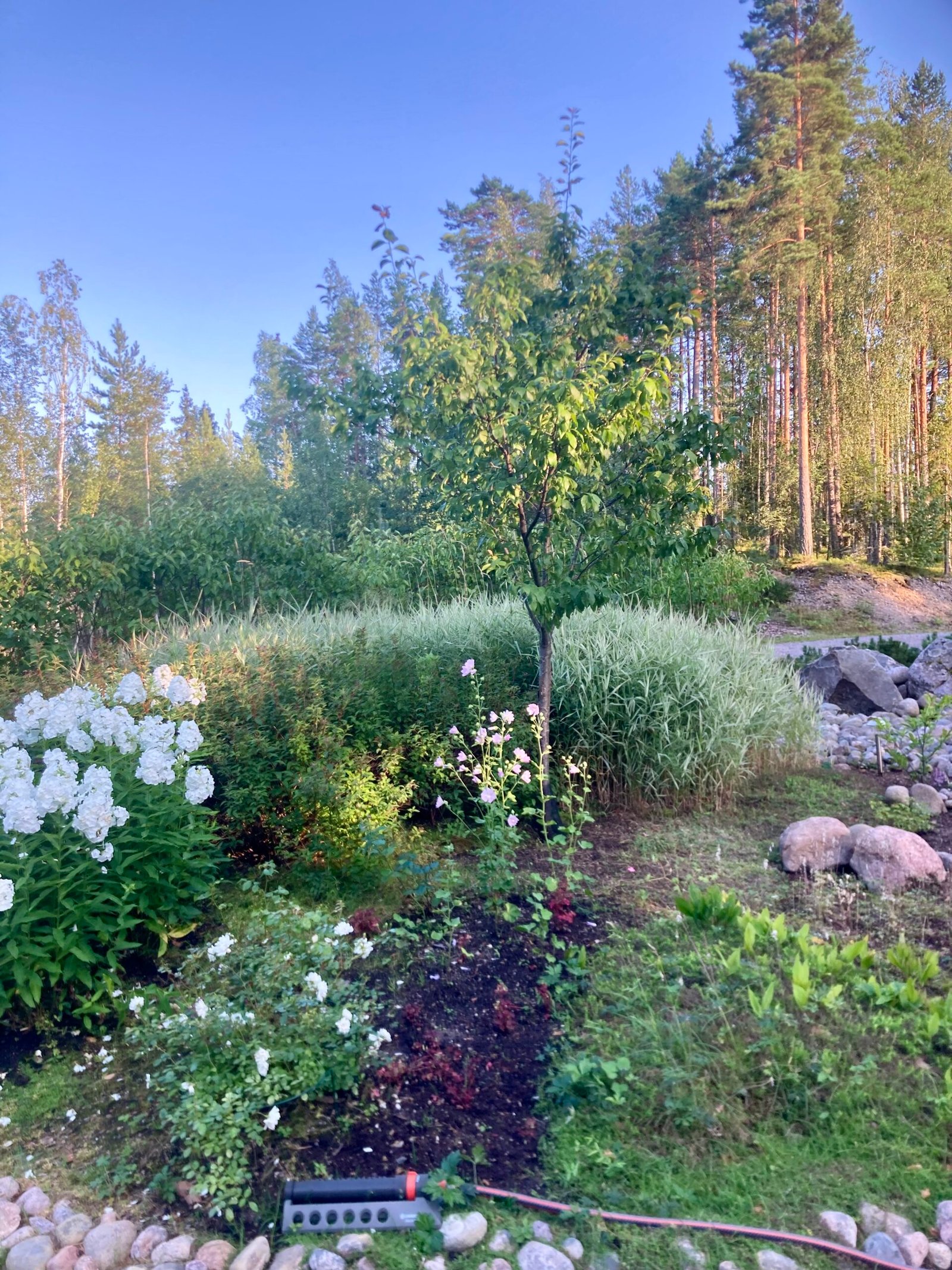 Malva ja syysleimu kukkivat heinäkuusta pitkälle syksyyn. Heinät jäävät talventörröttäjiksi saaristomaisemaan.