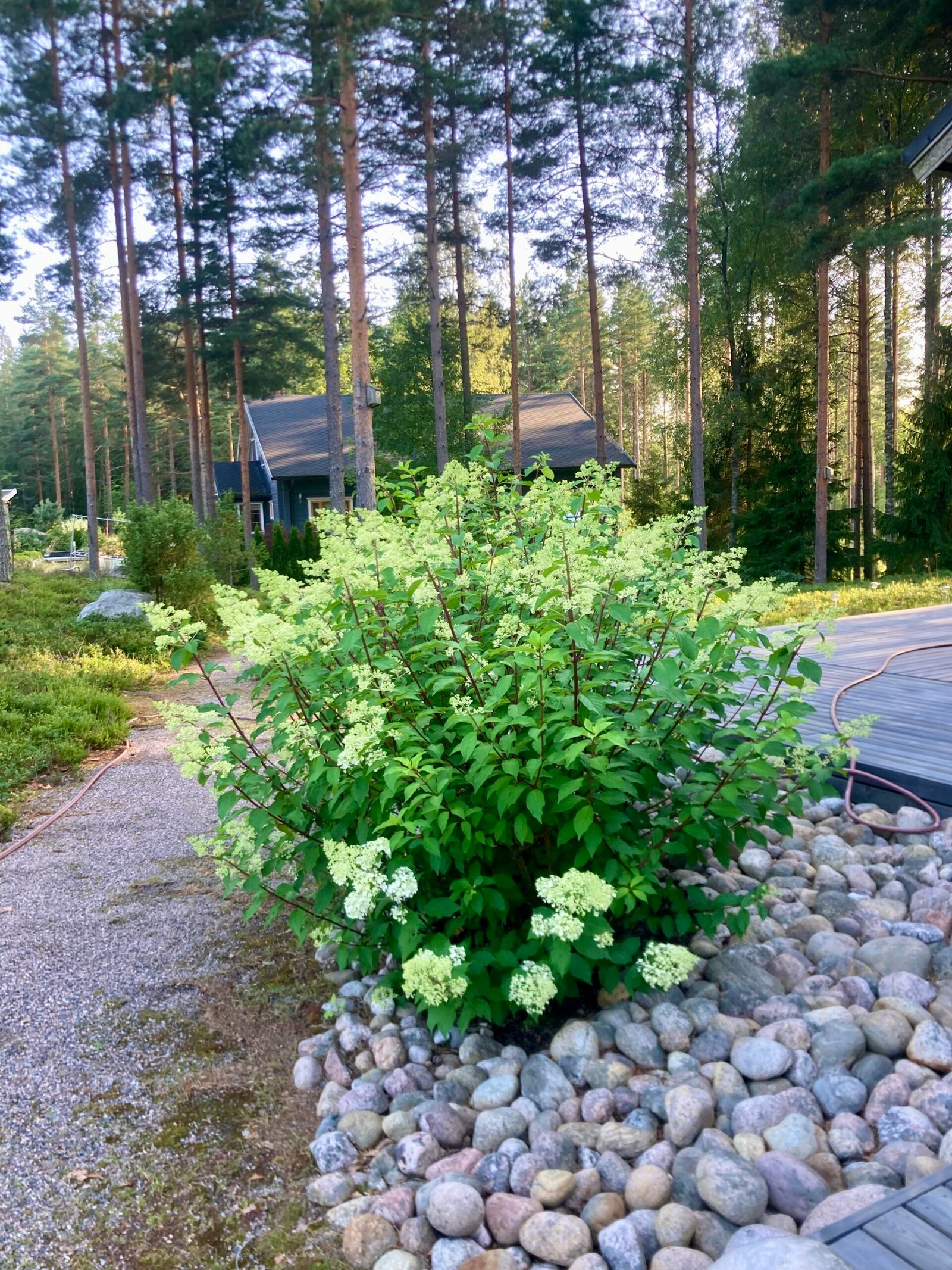 etuoven hortensia 2025