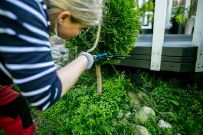 Leikkaa pallotuijat säännöllisesti kasvukaudella